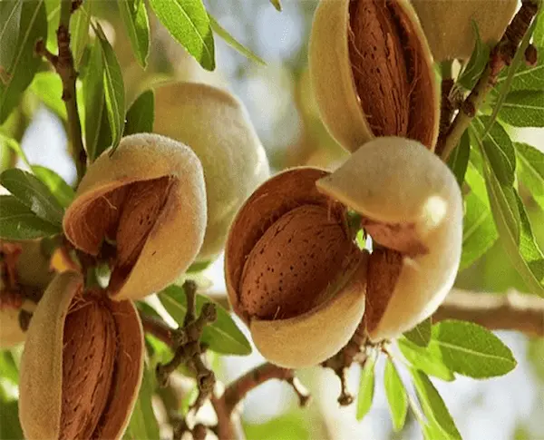تصویر 3 از راهنمای خرید بادام درختی تازه + قیمت عالی