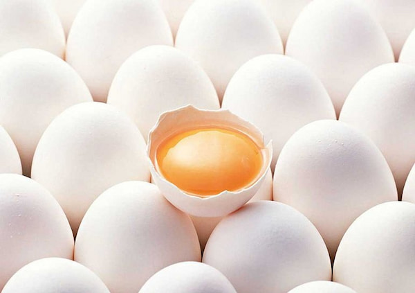 تصویر 4 از خرید و قیمت تخم مرغ هموژنیزه + فروش عمده