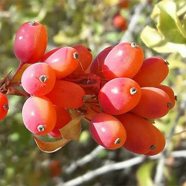 تصویر 4 از معرفی زرشک کوهی لرستان + بهترین قیمت خرید