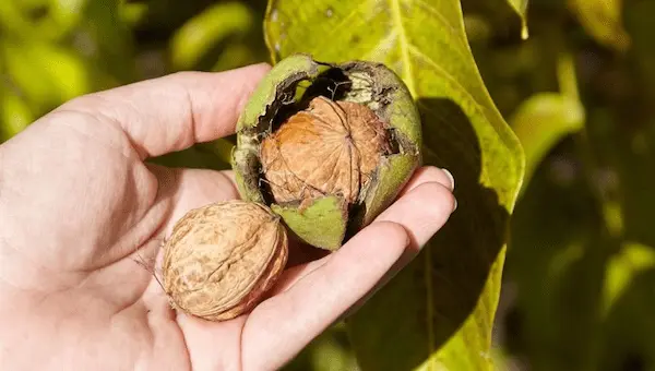 تصویر 2 از راهنمای خرید مغز گردو تازه + قیمت عالی