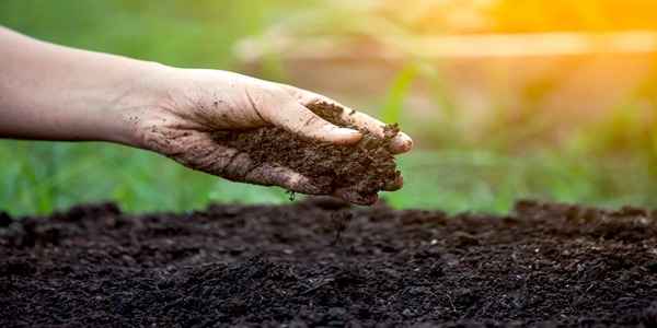 تصویر 1 از قیمت خرید خاک پرومکس عمده + قیمت فروش استثنایی