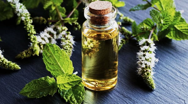 تصویر 5 از خرید و قیمت اسانس گیاه نعنا + فروش عمده