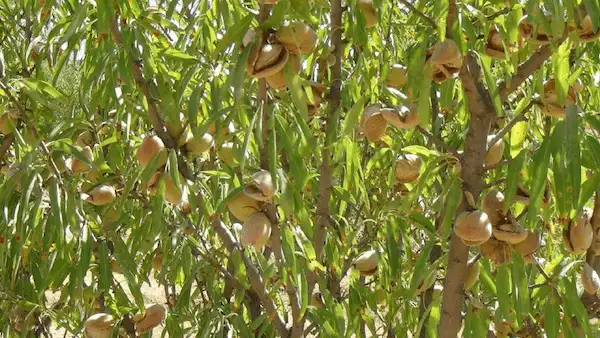 تصویر 1 از قیمت بادام محلی مامایی + پخش تولیدی عمده کارخانه