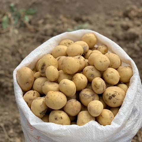تصویر 1 از خرید سیب زمینی جلی + قیمت عالی باکیفیت