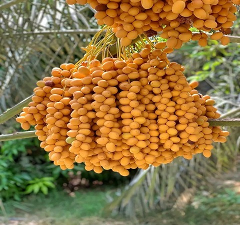 تصویر 2 از قیمت خرما خارک زرد با کیفیت ارزان + خرید عمده