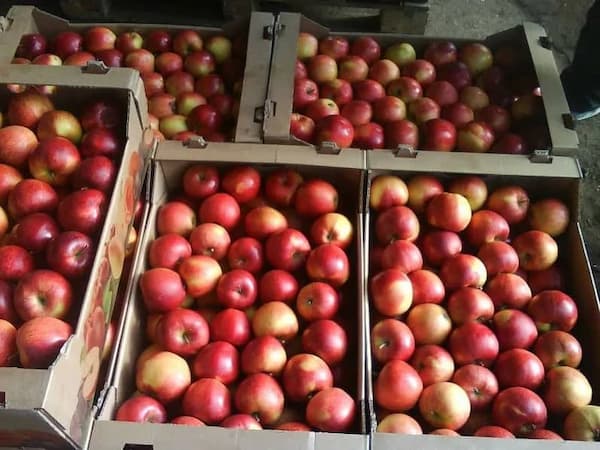 تصویر 5 از خرید سیب سرخ مراغه + قیمت فروش استثنایی