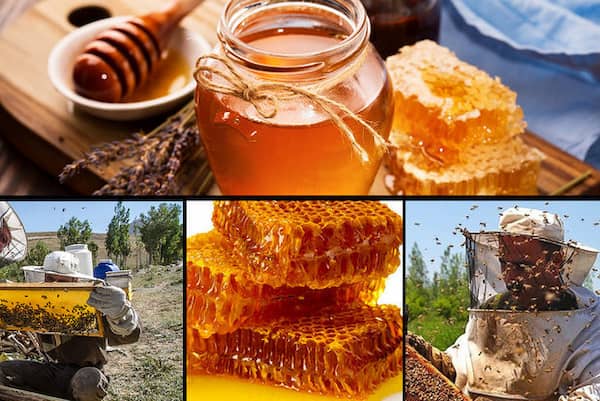 تصویر 1 از قیمت عسل اویشن کوهی + خرید باور نکردنی