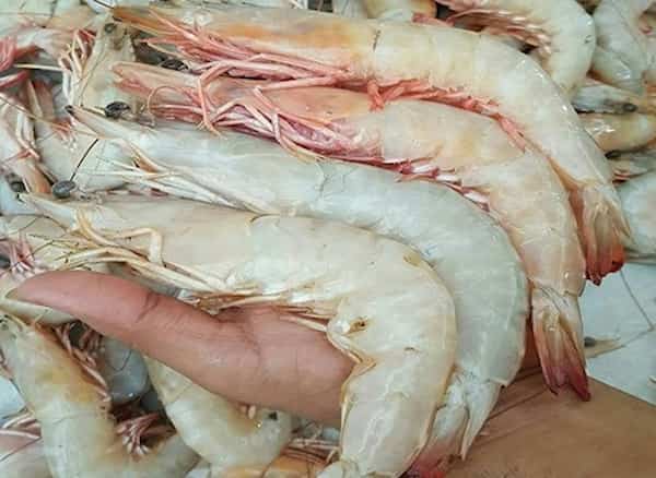 تصویر 4 از خرید و قیمت شاه میگو سفید + فروش عمده