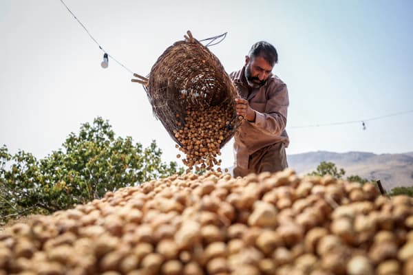 تصویر 3 از خرید و قیمت انجیرخشک استهبان صادراتی + فروش عمده