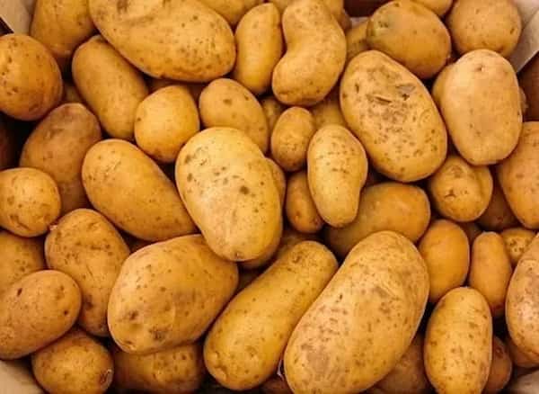 تصویر 4 از خرید سیب زمینی خاکی همدان + قیمت فروش استثنایی