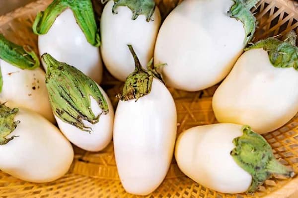 تصویر 1 از فروش بادمجان سفید رنگ +  قیمت خرید به صرفه