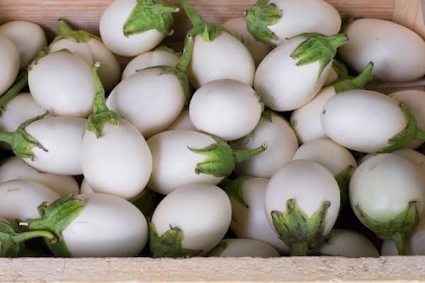 تصویر 5 از فروش بادمجان سفید رنگ +  قیمت خرید به صرفه