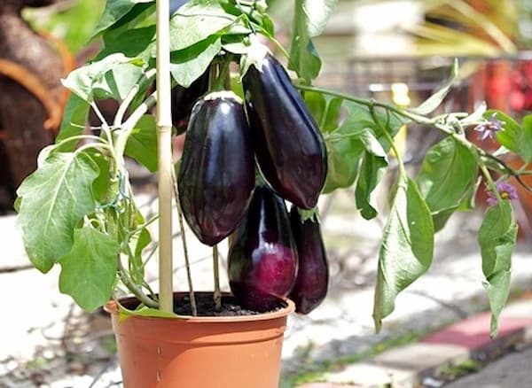 فروش بادمجان گلخانه ای ورامین +  قیمت خرید به صرفه