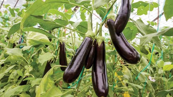 تصویر 2 از فروش بادمجان گلخانه ای ورامین +  قیمت خرید به صرفه