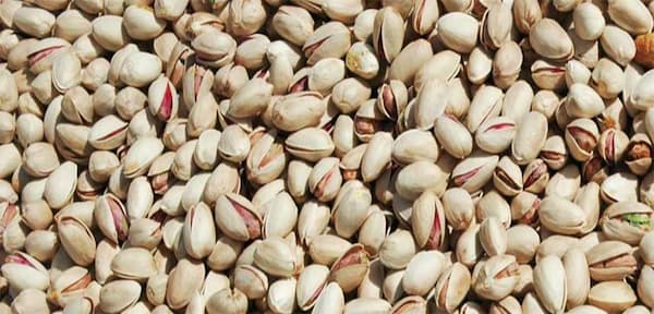 تصویر 5 از قیمت خرید پسته کله قوچی شور عمده به صرفه و ارزان