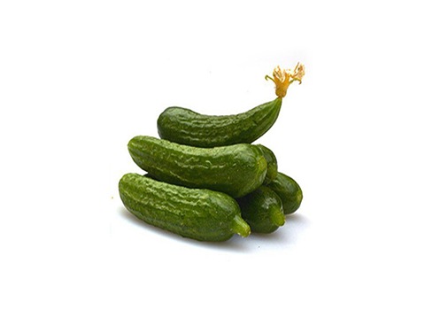 خرید و قیمت خیار قلمی ریز + فروش صادراتی