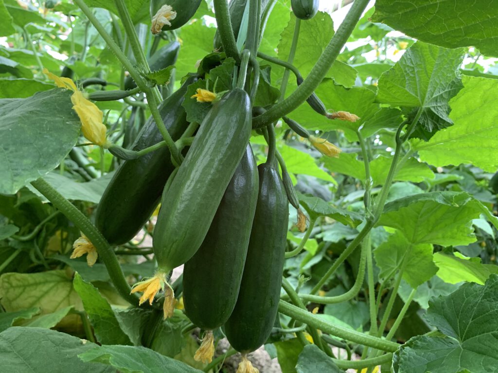 تصویر 2 از قیمت خرید خیار سبز گلخانه ای با فروش عمده
