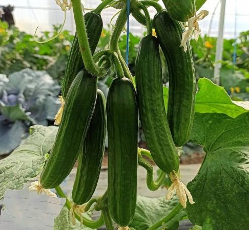 قیمت خرید خیار سبز گلخانه ای با فروش عمده