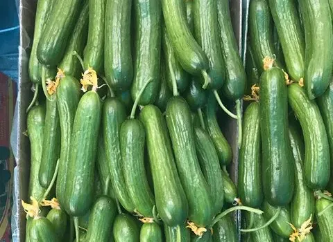 خرید و فروش خیار سبز قلمی با شرایط فوق العاده
