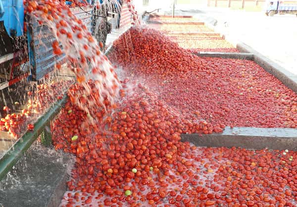 تصویر 2 از قیمت خرید رب گوجه فرنگی صنعتی با فروش عمده