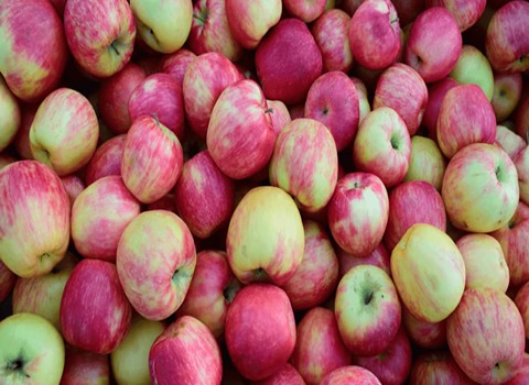 تصویر 1 از قیمت خرید سیب گلاب تابستانی + فروش ویژه
