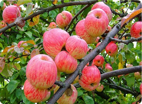 تصویر 4 از قیمت خرید سیب گلاب تابستانی + فروش ویژه