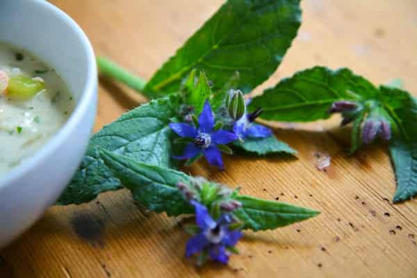 تصویر 3 از قیمت خرید گل گاوزبان کوهی + فروش ویژه