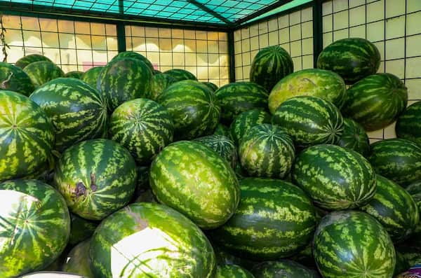 تصویر 4 از خرید و قیمت هندوانه بیضی بارلو + فروش عمده