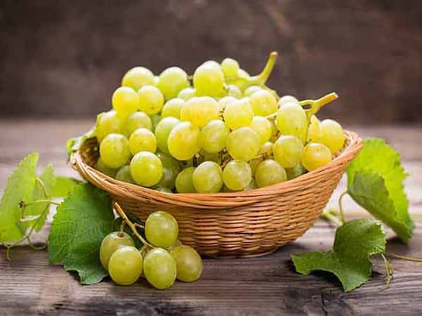 تصویر 5 از خرید کنسانتره انگور سفید + قیمت فروش استثنایی