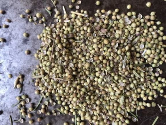 تصویر 4 از خرید و قیمت تخم گشنیز عمده نهاوند + فروش عمده