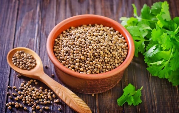 تصویر 1 از خرید و قیمت تخم گشنیز عمده نهاوند + فروش عمده