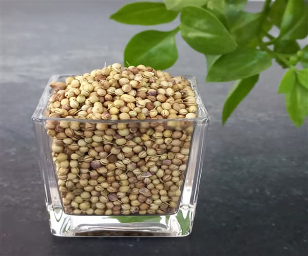 تصویر 2 از قیمت خرید تخم گشنیز نهاوند + فروش ویژه