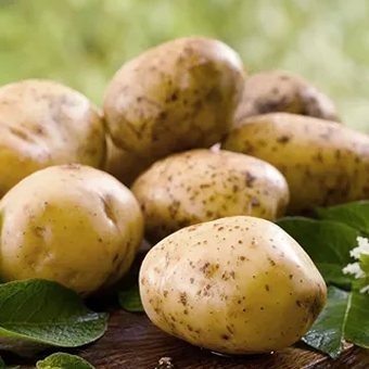 تصویر 1 از قیمت خرید سیب زمینی عمده + فروش ویژه