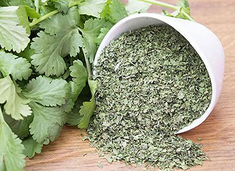 قیمت خرید برگ گشنیز خشک با فروش عمده