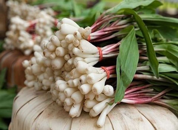 تصویر 2 از قیمت خرید گیاه برگ سیر با فروش عمده
