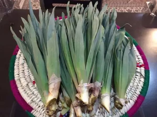 تصویر 4 از قیمت خرید گیاه برگ سیر با فروش عمده