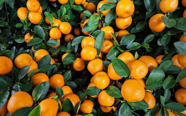 تصویر 5 از قیمت خرید انواع نارنگی کلمانتین + فروش ویژه
