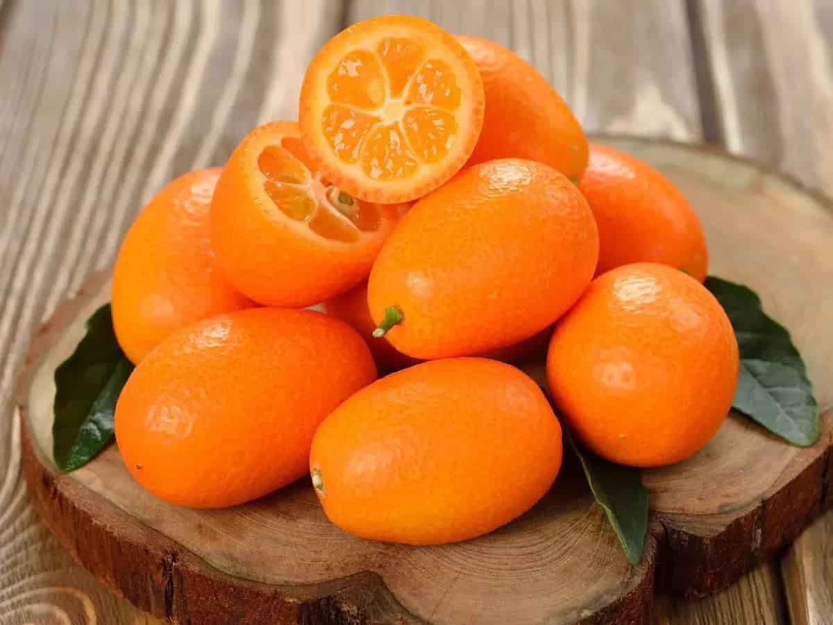 تصویر 1 از قیمت میوه لیمو کامکوات با کیفیت ارزان + خرید عمده