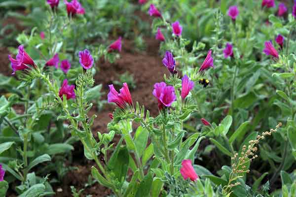 تصویر 3 از قیمت گیاه دارویی گل گاوزبان + خرید باور نکردنی
