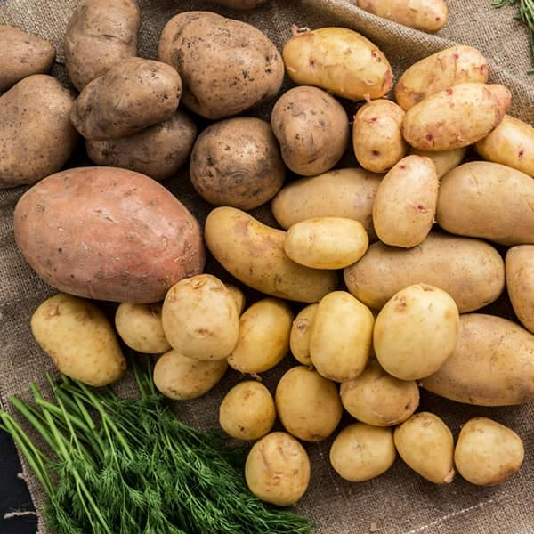 تصویر 2 از قیمت سیب زمینی شیرین + خرید باور نکردنی
