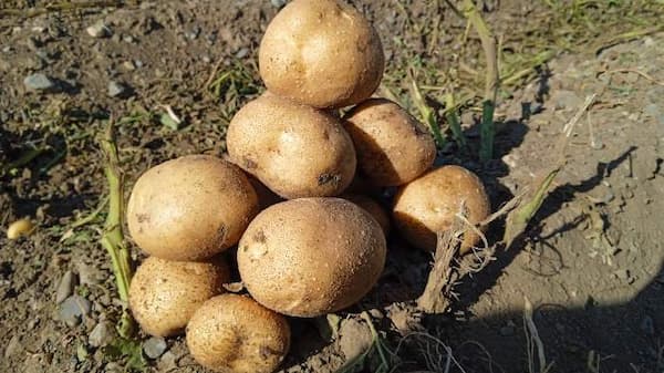 تصویر 3 از قیمت سیب زمینی شیرین + خرید باور نکردنی