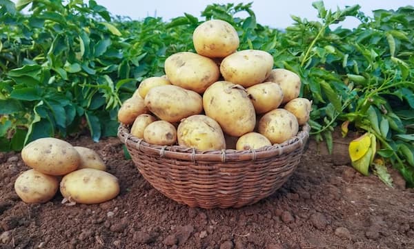 تصویر 4 از قیمت سیب زمینی شیرین + خرید باور نکردنی