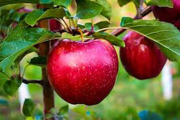 تصویر 2 از قیمت سیب گلاب گرمسیری + خرید باور نکردنی