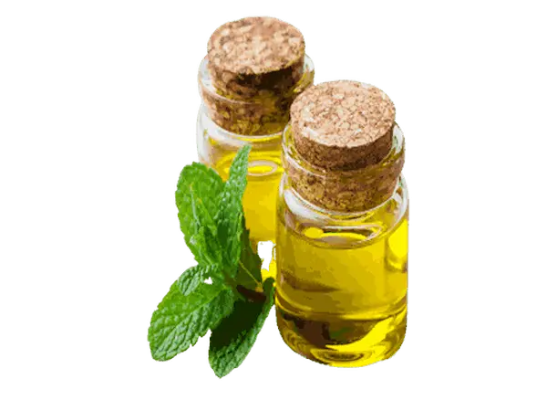 تصویر 5 از خرید و قیمت اسانس طبیعی نعنا فلفلی + فروش عمده