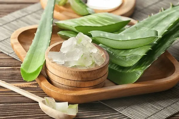 تصویر 5 از قیمت خرید اسانس طبیعی آلوئه ورا با فروش عمده