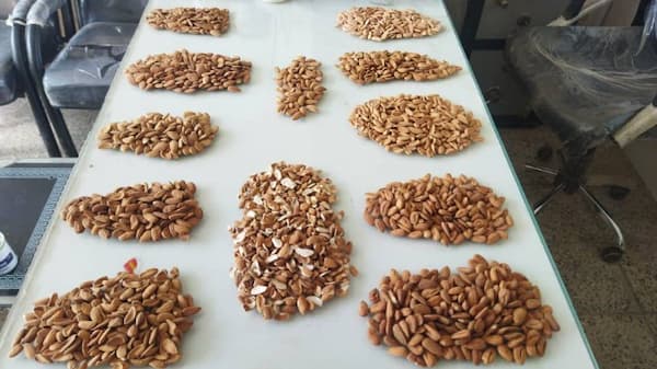 تصویر 3 از قیمت خرید مغز بادام ربیع + فروش ویژه