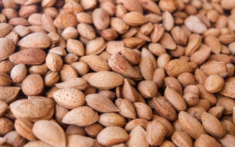 تصویر 5 از خرید و قیمت بادام سنگی با پوست + فروش عمده