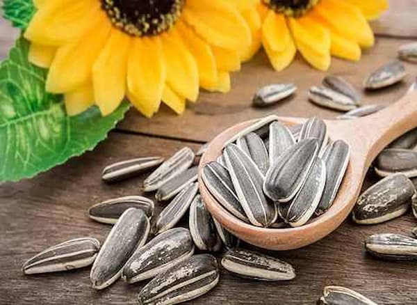 تصویر 4 از قیمت خرید تخمه آفتابگردان دور سفید شور + فروش ویژه