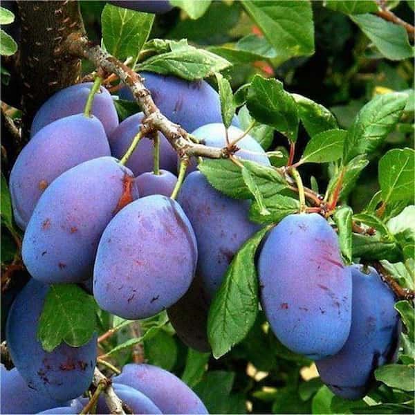 تصویر 4 از خرید و قیمت آلو جنگلی سیاه + فروش عمده