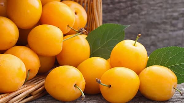 تصویر 4 از قیمت آلو جنگلی زرد با کیفیت ارزان + خرید عمده